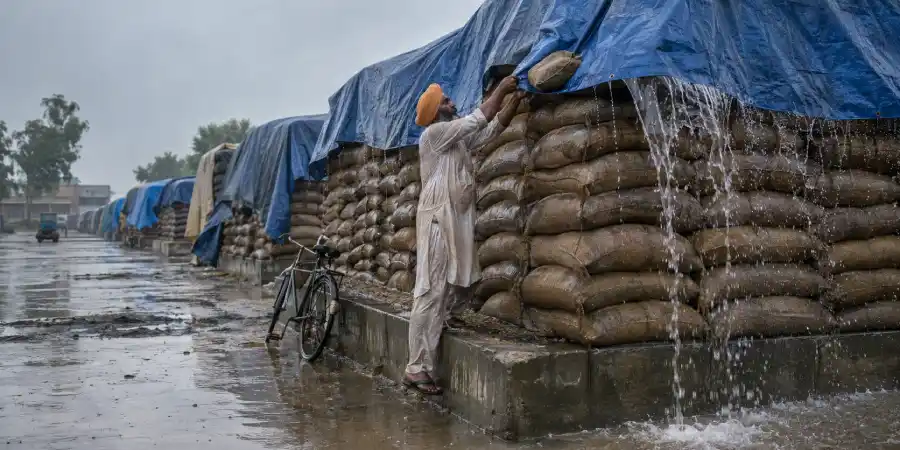 गोदाम के चबूतरे पर तिरपाल से ढके अनाज की बोरियों के ऊँचे ढेर और बरसात का पानी