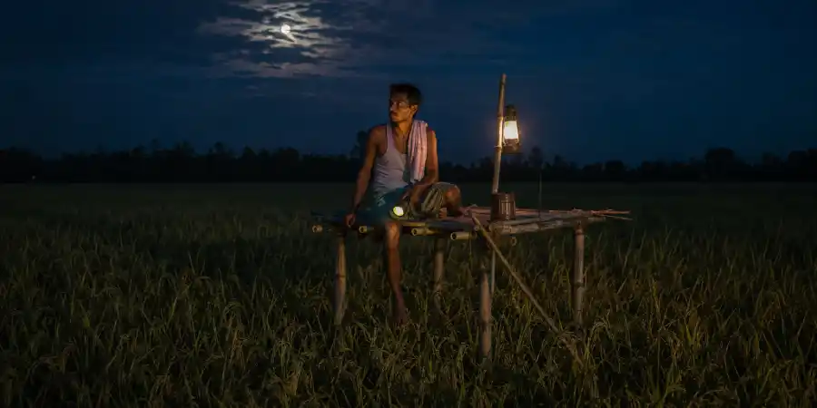 रात में खड़ी धान की फ़सल, बीच में बना मचान और उस पर बैठा एक आदमी