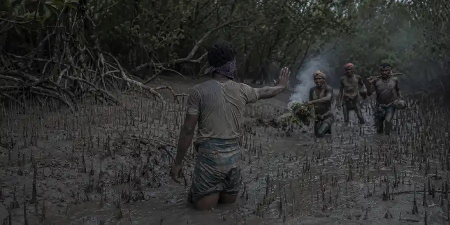 सुंदरबन के जंगल में कीचड़ से निकली साँस वाली जड़ें, पीछे धुएँ की मशाल और सिर के पीछे बँधा मुखौटा