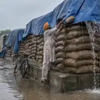 अंकुर